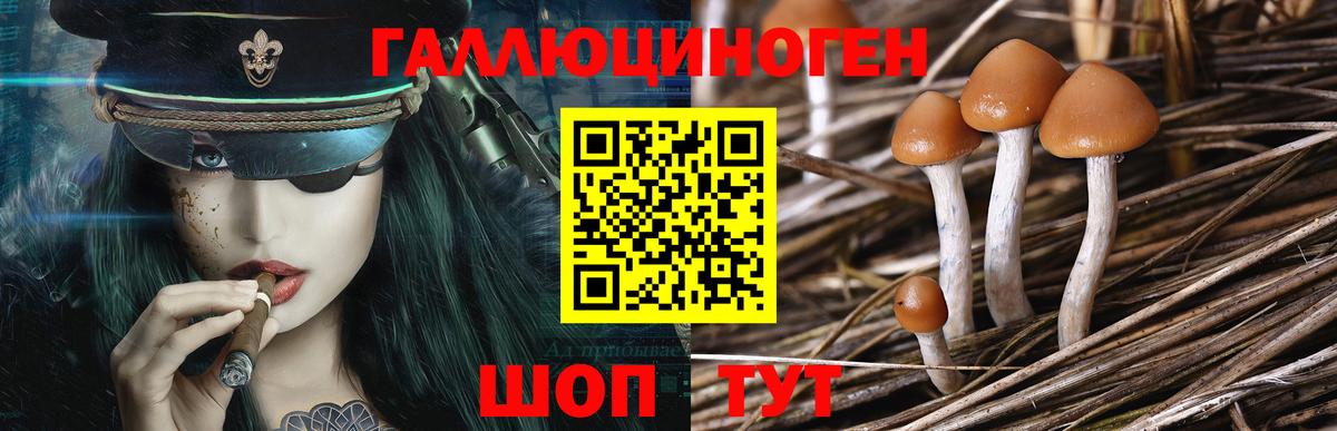 Галлюциногенные грибы Psilocybe  Кунгур  Галлюциногенные грибы мицелий 